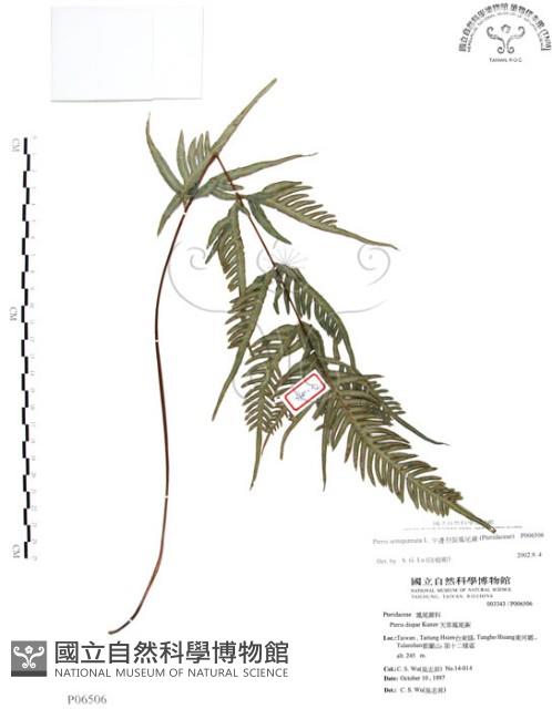 半邊羽裂鳳尾蕨藏品圖，第1張