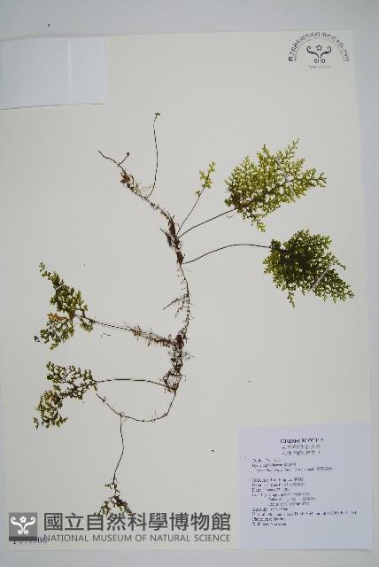 細葉蕗蕨藏品圖，第1張