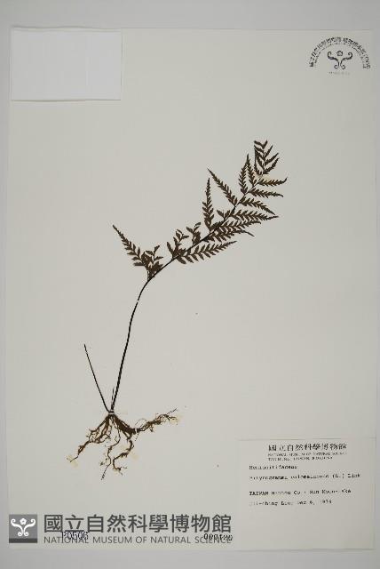 粉葉蕨藏品圖，第1張