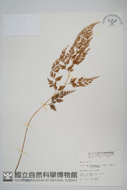 日本金粉蕨藏品圖，第1張