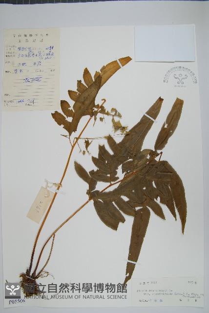 登錄號:P005506藏品圖，第1張