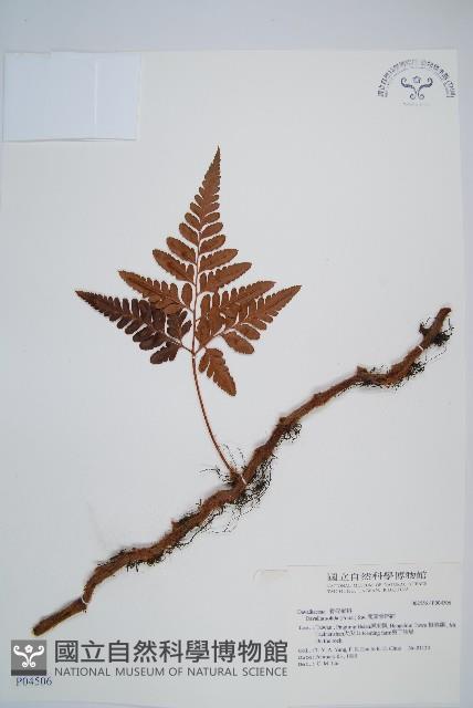 闊葉骨碎補藏品圖，第1張