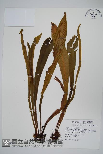 台灣劍蕨藏品圖，第1張
