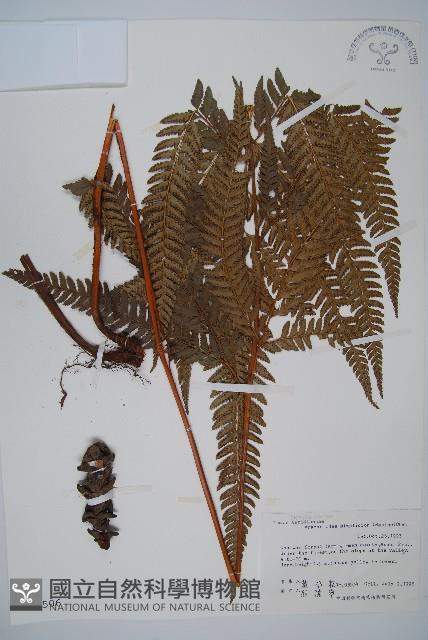 長尾複葉耳蕨藏品圖，第1張