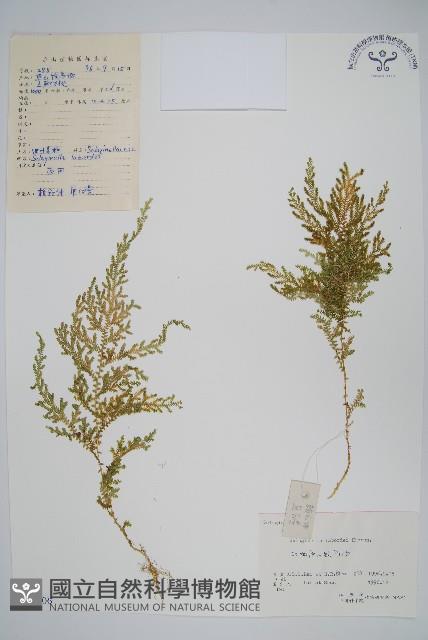 玉山卷柏藏品圖，第1張