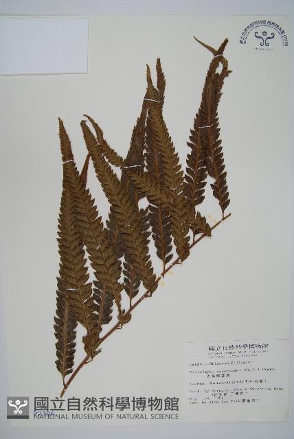 光葉鱗蓋蕨藏品圖，第1張