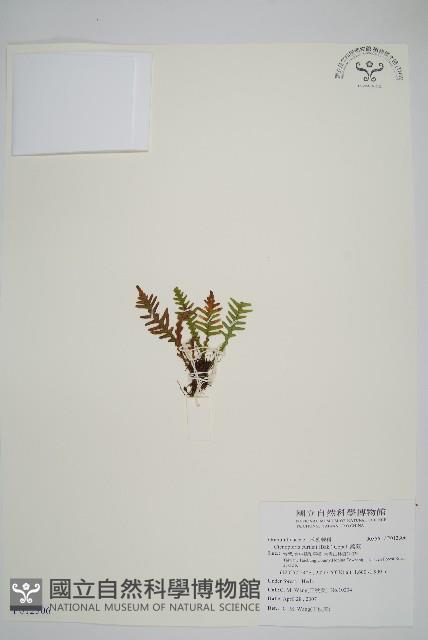 蒿蕨藏品圖，第1張