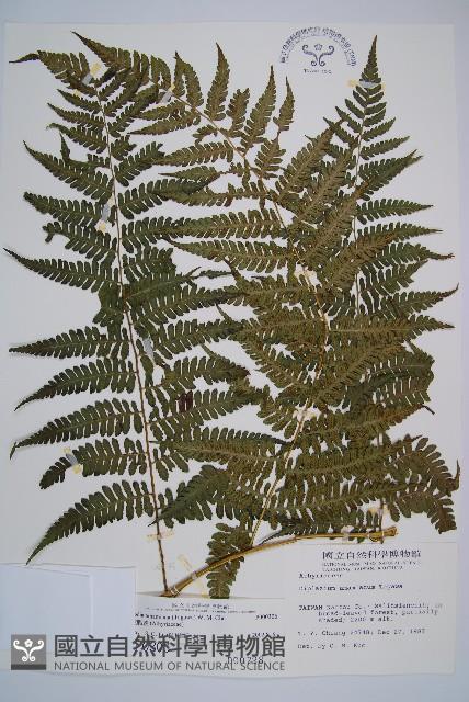 Accession Number:P000306 Collection Image, Figure 1, Total 5 Figures