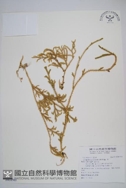 過山龍藏品圖，第1張