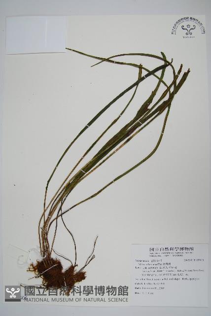 書帶蕨藏品圖，第1張