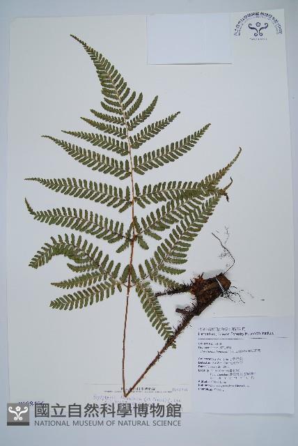 臺灣鱗毛蕨藏品圖，第1張