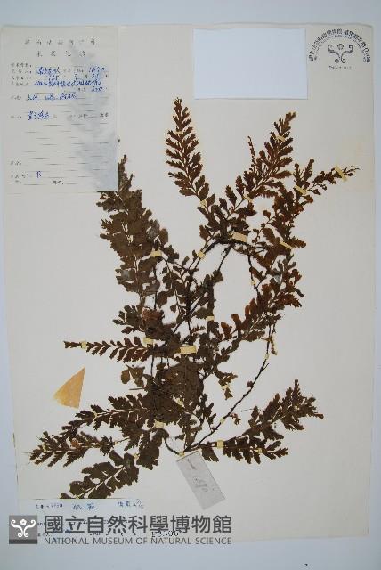 瓶蕨藏品圖，第1張