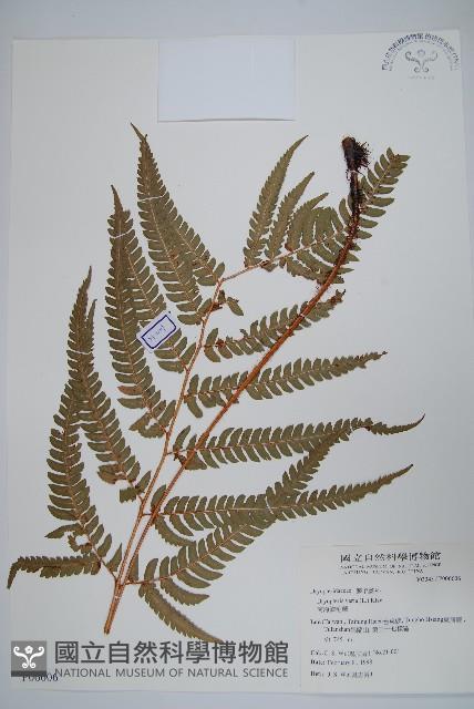 南海鱗毛蕨藏品圖，第1張