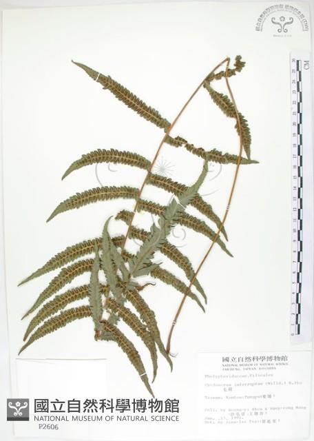 毛蕨藏品圖，第1張