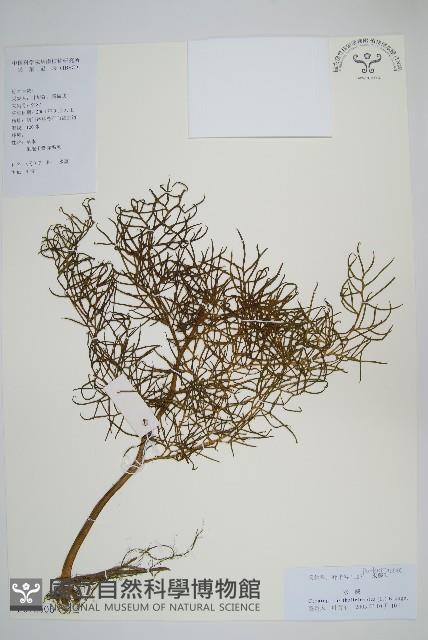 水蕨藏品圖，第1張