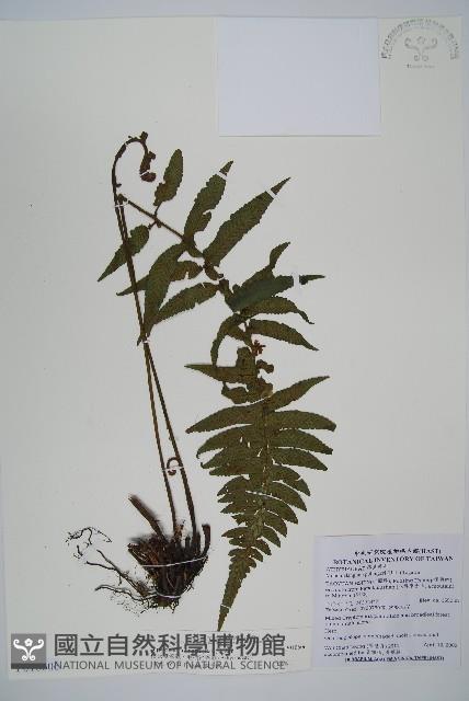 樸氏雙蓋蕨、毛柄蹄蓋蕨藏品圖，第1張