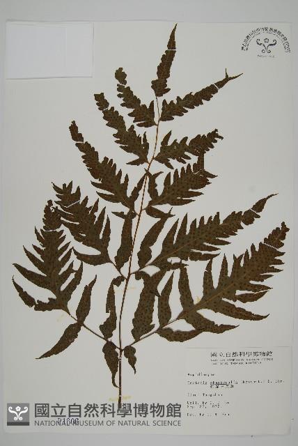 蛇脈三叉蕨藏品圖，第1張