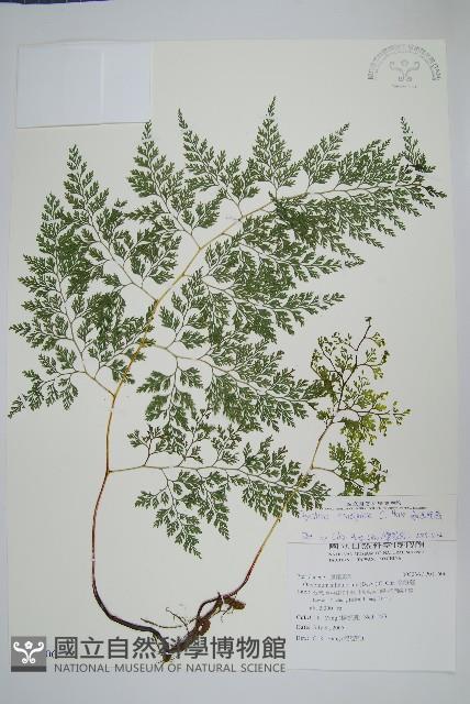 高山金粉蕨藏品圖，第1張