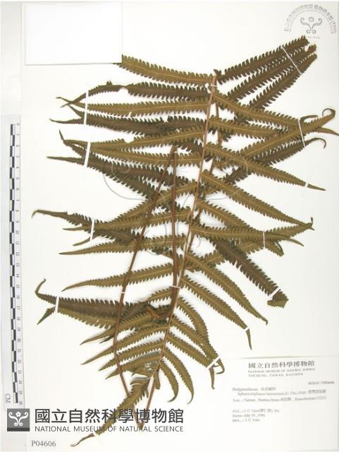 密毛毛蕨藏品圖，第1張