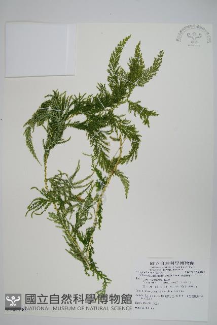 全緣卷柏藏品圖，第1張