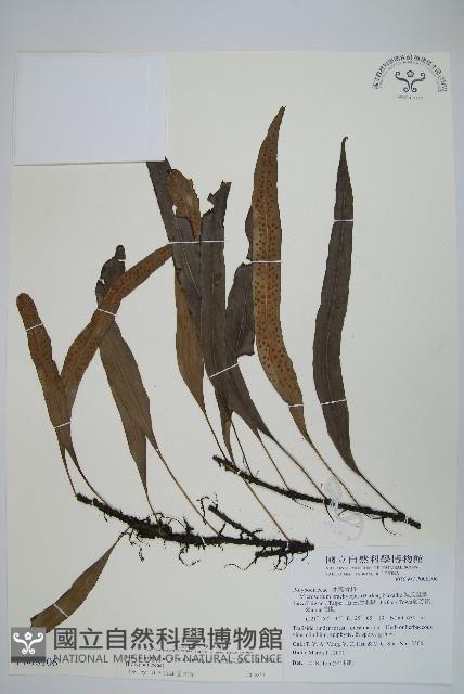 波氏星蕨藏品圖，第1張