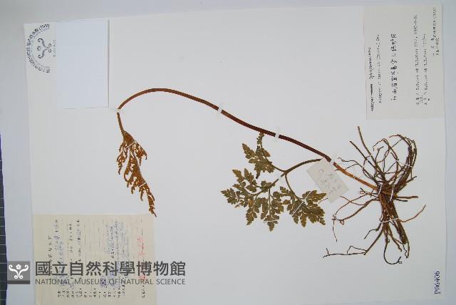 大陰地蕨、大羽陰地蕨藏品圖，第1張