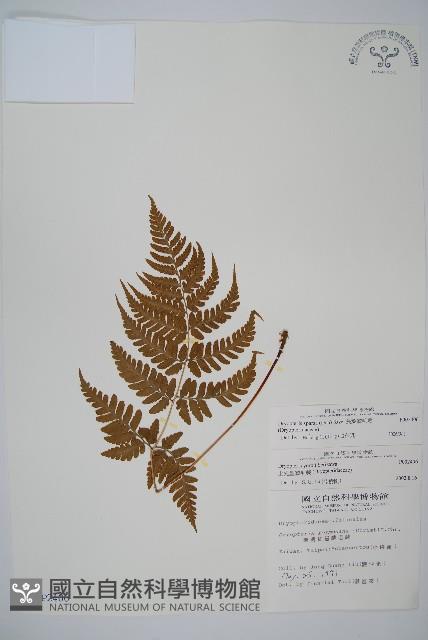 長葉鱗毛蕨藏品圖，第1張