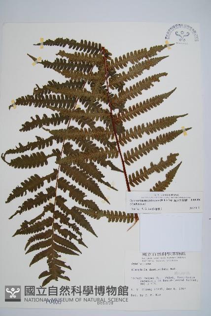 韓氏黑桫欏藏品圖，第1張