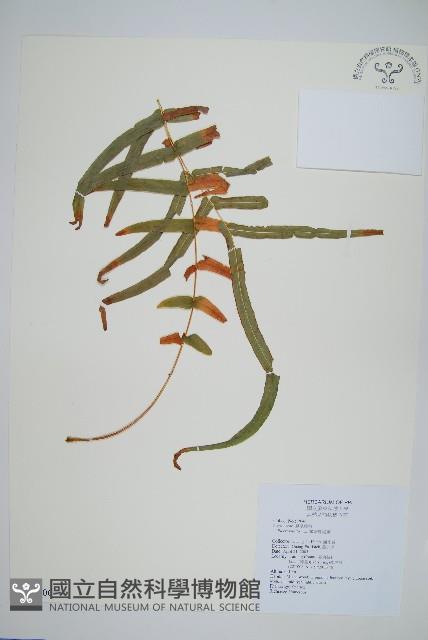 鱗蓋鳳尾蕨藏品圖，第1張