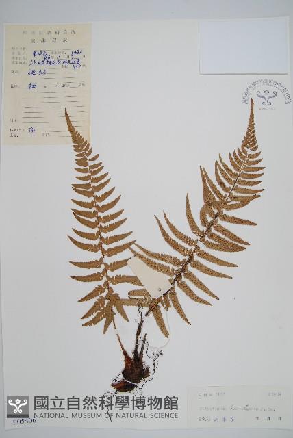 馬祖耳蕨藏品圖，第1張