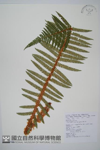 尖葉耳蕨藏品圖，第1張