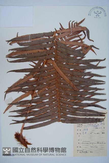 蘇鐵蕨藏品圖，第1張