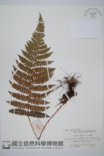 黑鱗耳蕨藏品圖，第1張