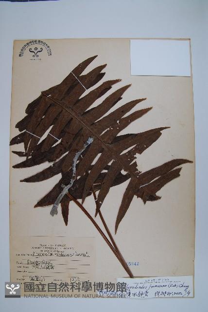 臺灣水龍骨藏品圖，第1張