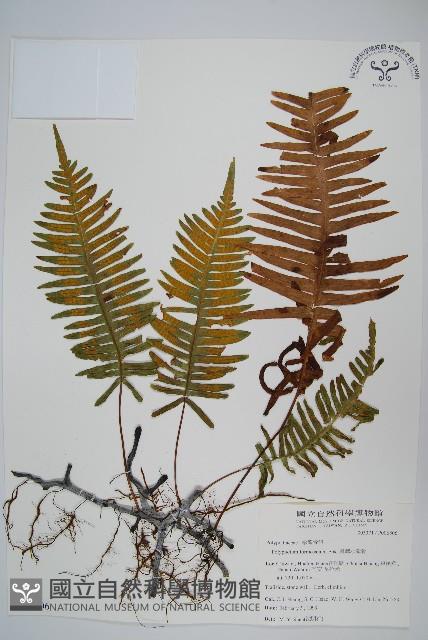 臺灣水龍骨藏品圖，第1張