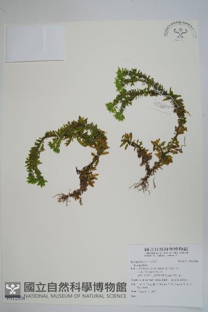 長柄千層塔藏品圖，第1張