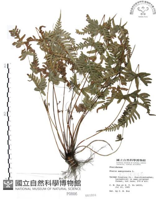 半邊羽裂鳳尾蕨藏品圖，第1張