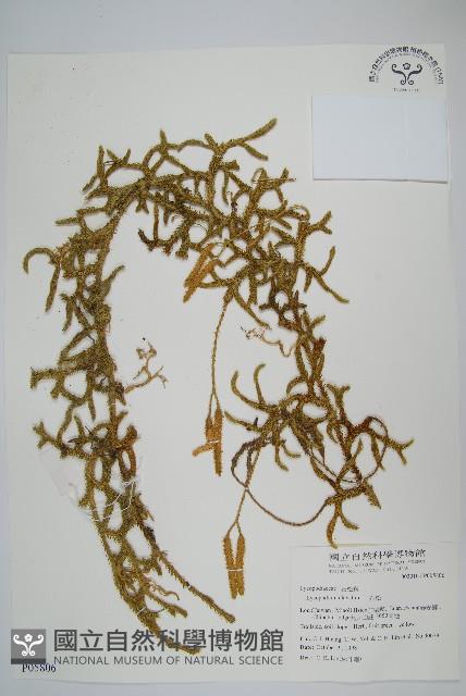 石松藏品圖，第1張