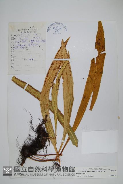 大瓦葦藏品圖，第1張