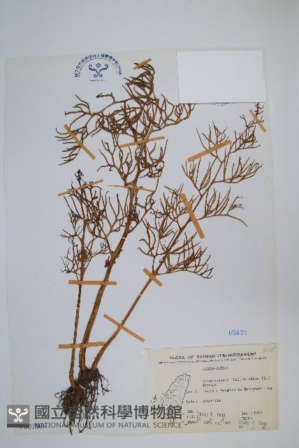 水蕨藏品圖，第1張