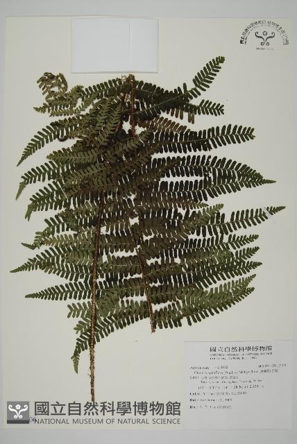 頂囊肋毛蕨藏品圖，第1張