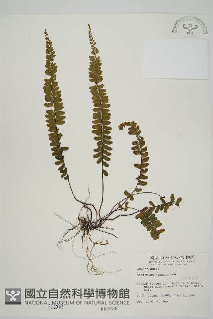 生芽鐵角蕨藏品圖，第1張