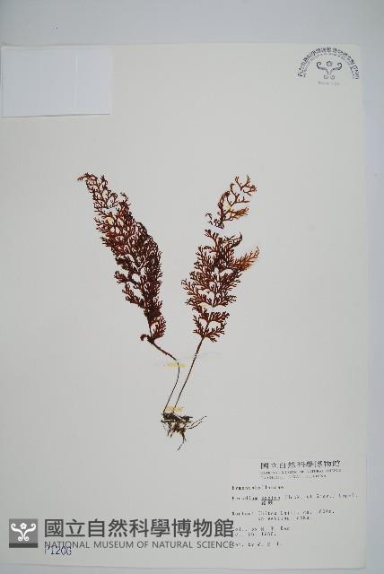 蕗蕨藏品圖，第1張