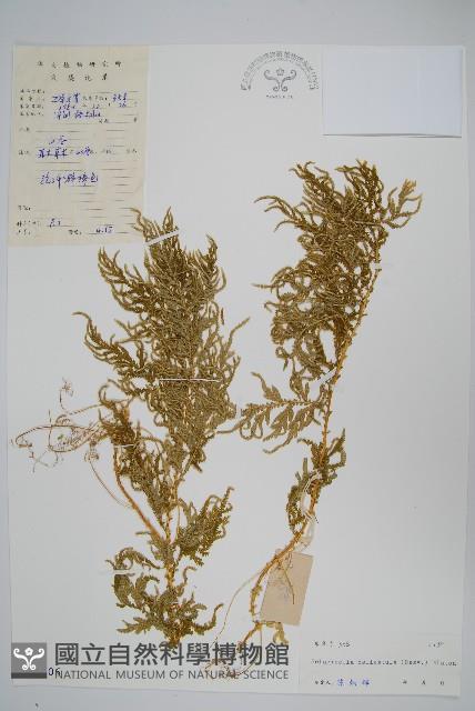 全緣卷柏藏品圖，第1張