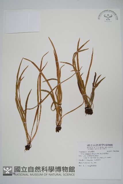 姬書帶蕨藏品圖，第1張