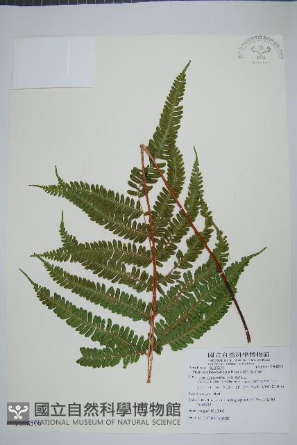 有刺鳳尾蕨藏品圖，第1張