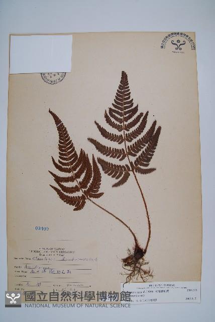 南海鱗毛蕨藏品圖，第1張