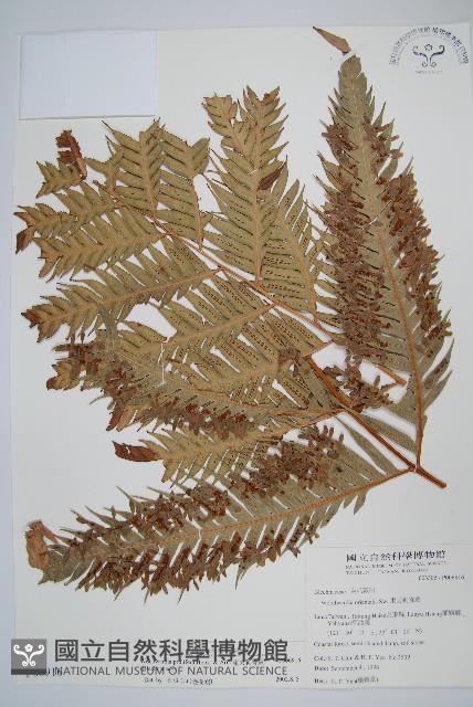 東方狗脊蕨藏品圖，第1張