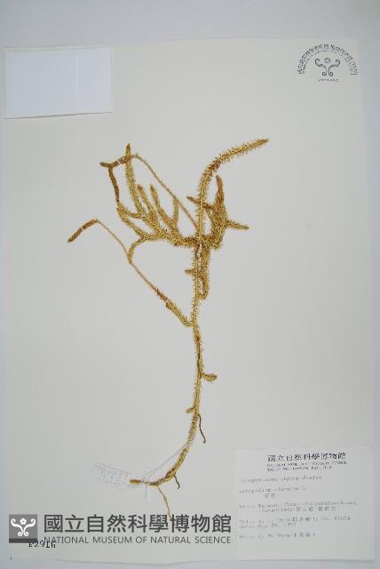 石松藏品圖，第1張