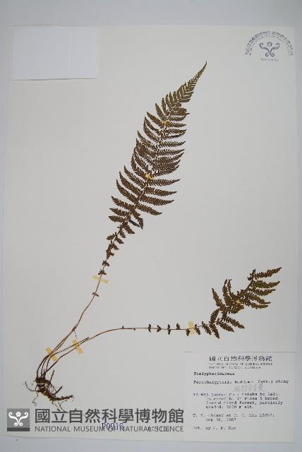 縮羽副金星蕨藏品圖，第1張